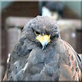 SH8081 : Harris hawk (Parabuteo unicinctus) by Gerald England