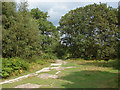 SU8350 : Dry heath near Aldershot by Alan Hunt