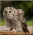 SE6083 : Ural owl (Strix uralensis) by Pauline E