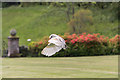 SD1096 : Falconry Display, Muncaster Castle, Cumbria by Christine Matthews