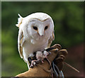 SD1096 : Falconry Display, Muncaster Castle, Cumbria by Christine Matthews