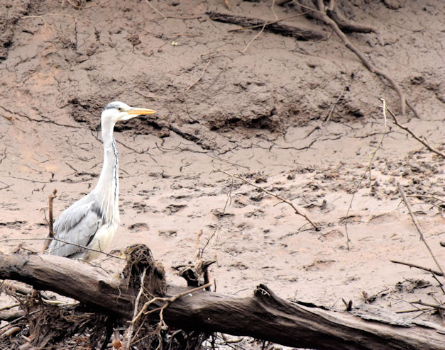 Heron, River Lagan, Belfast - February 2015(1)