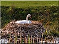 SD7807 : Swan Nesting; Manchester, Bolton and Bury Canal by David Dixon