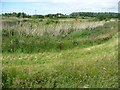 SD4213 : View north across Martin Mere's extension by Christine Johnstone