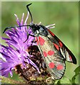 J4173 : Burnet moth, Comber Greenway, Dundonald (August 2015) by Albert Bridge