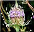 J4173 : Teasel flower, Comber Greenway, Dundonald - August 2015 (1) by Albert Bridge