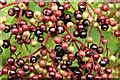 J4372 : Elderberries, Comber Greenway - October 2015(1) by Albert Bridge