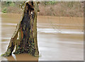 J3268 : The flooded Lagan towpath, Minnowburn, Belfast - December 2015(2) by Albert Bridge