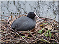 TQ3296 : Coot's Nest, New River Loop, Gentleman's Row, Enfield by Christine Matthews