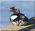 J5082 : Black Guillemot, Bangor by Rossographer