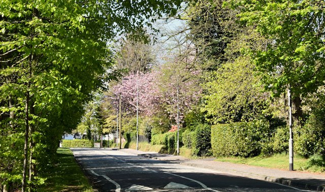 Spring on the Cairnburn Road, Belfast (May 2016)