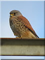 SJ3865 : A male Kestrel on an electricity pole by John S Turner