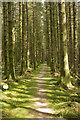  : A path through the forest by Malcolm Neal