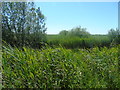 SD4213 : Pat Wisniewski reedbed (1) by Carroll Pierce