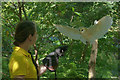 SN0113 : Barn Owl flying, Picton Castle by Robin Drayton