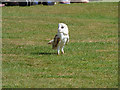 SW9360 : Screech Owl Wildlife Park - barn owl by Stephen Craven