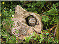  : Little Owl in a Tree by David Dixon