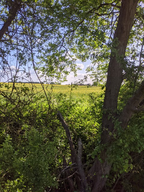 Looking through the hedge