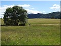 SO7844 : Willow tree on Malvern Common by Philip Halling