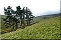 SH7066 : Stand of pines in settlement below Dulyn by Andy Waddington