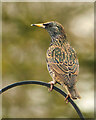 SD7807 : Sturnus vulgaris, Common Starling by David Dixon