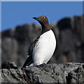 NU2337 : A bridled guillemot on Staple Island by Walter Baxter