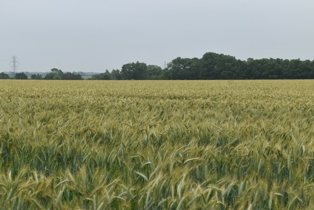 Barley field