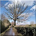 SP3681 : The Henley Mill Oak, with Henley Green behind by A J Paxton