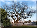 SP3180 : Veteran oak tree, Hollyfast Road, Coundon by A J Paxton