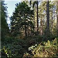 SP2891 : A young oak tree among the conifers, Arley Wood by A J Paxton