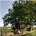 SP2691 : The Monwode Oak, Monwode Lea by A J Paxton