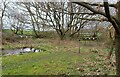 SE2336 : Part of the Manager's Garden from the Manager's Garden Hide, Rodley Nature Reserve by Rich Tea