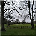 SP3171 : Oaks and limes, Stoneleigh Abbey Park by A J Paxton