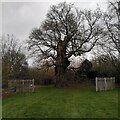 SP3171 : Shakespeare's Oak, Stoneleigh Abbey by A J Paxton