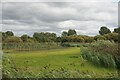 SD4213 : Reedbed at Martin Mere by Bill Boaden