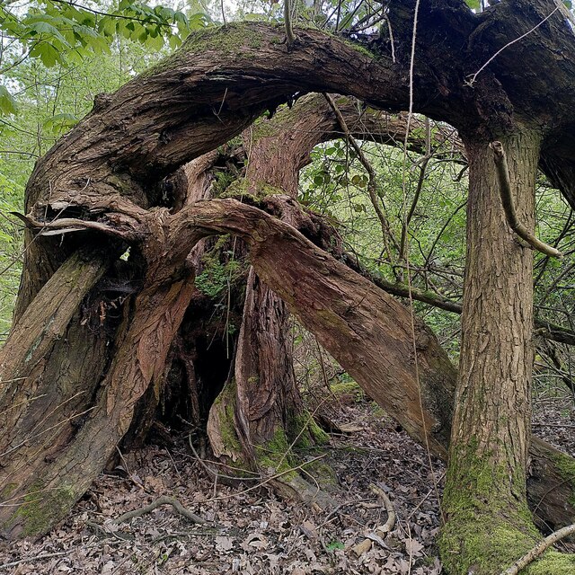 Twisted willow, Coombe Abbey Park