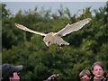 SE6083 : Flying Display at NCBP - Barn Owl by David Dixon