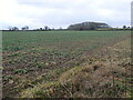 NZ2115 : Arable field, Cliffe by Christine Johnstone