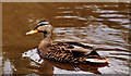 J3470 : Mallard, River Lagan, Belfast by Albert Bridge