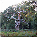 TM3550 : Skeletal Oak by Roger Jones