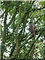 SJ7526 : Buzzard near Shebdon Wharf, Staffordshire by Roger  D Kidd