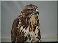 SD4615 : Common Buzzard by David Dixon