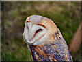 SD4615 : Barn Owl by David Dixon