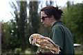 TF4323 : Barn Owl with Handler, Long Sutton Falconry Centre, Lincolnshire by Christine Matthews