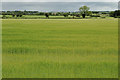  : Flat countryside near Moira (1) by Albert Bridge