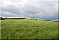 SX8147 : Field of Barley, Buckland Cross by N Chadwick