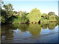 SO8455 : Weeping willows on the west bank of the Severn by Christine Johnstone