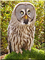 SD5705 : Great Grey Owl (Strix nebulosa) by David Dixon