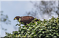 TL7835 : Castle Hedingham, Colne Valley, Essex by Christine Matthews