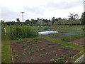 SO8845 : "Dig for victory" plots at Croome Court by David Smith